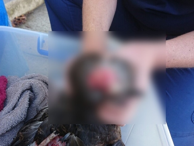 A decapitated swan was found at Lake Wendouree on Sunday, May 8.