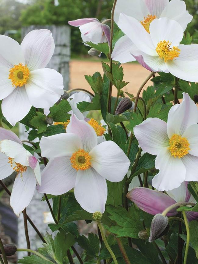 Anemone Dainty Swan