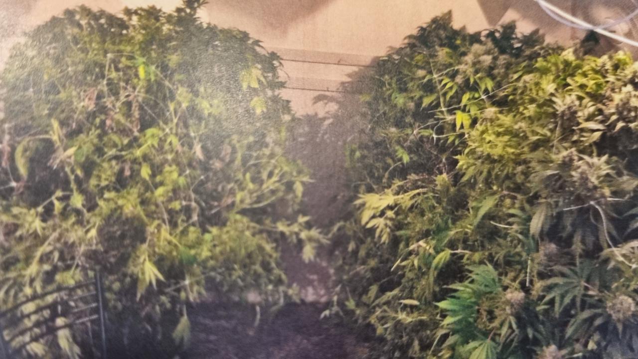 Dylan McPherson grew commercial marijuana crops in Burton The