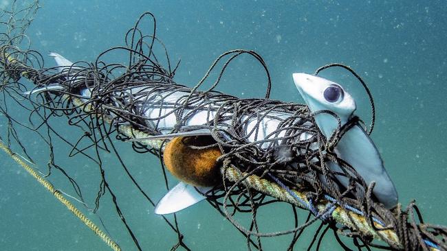 A critically endangered scalloped hammerhead sharks caught in the NSW Government shark nets off Palm Beach. Environmentalists want the government to stop using the nets after more than 50 “non-target” species became ensnared. Picture: Supplied