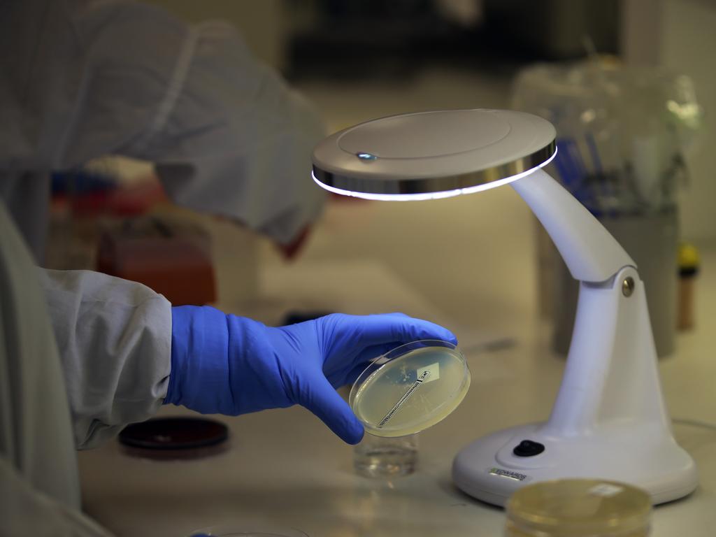 Researchers at the Doherty Institute examining superbugs to understand how they develop antibiotic resistance. Alex Coppel.