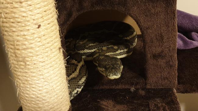 A 2.5m python made itself at home in a cat's scratching post. Picture: Brisbane North Snake Catchers and Relocation