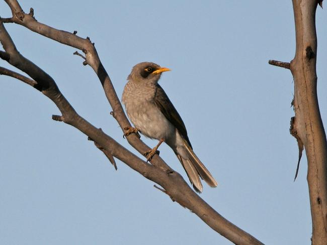 A black-eared miner bird. Picture: Dean Ingwersen.