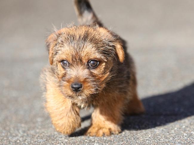 NSW's CUTEST DOG:  Vera is a Norfolk Terrier, and Leo my grandson is absolutely smitten by her and thinks others also may think she is very cute. Sent in by Ray Woods and who is  sending this photo in on behalf of his  Grandson, Leo - raykwoods@outlook.com - from Macquarie Hills