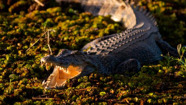 NT NEWS USE ONLY. Generic imagery of Kakadu National Park, Northern Territory. A crocodile swims in Yellow Water.Picture: Che Chorley