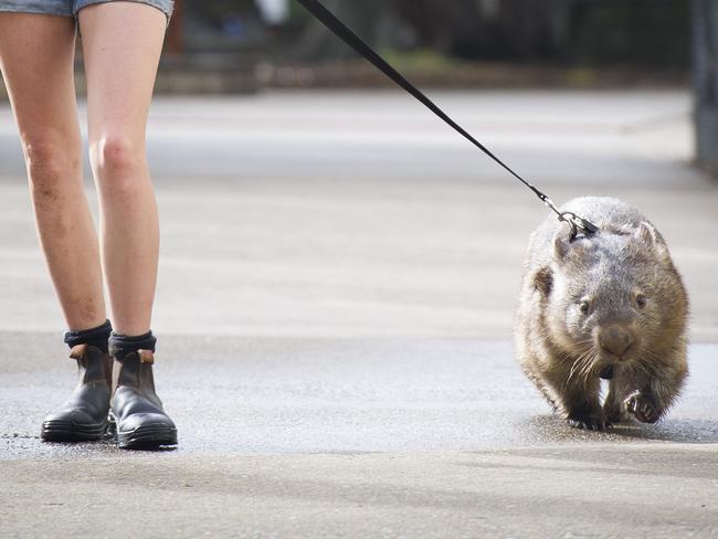 Betty loves her morning walks through the park.