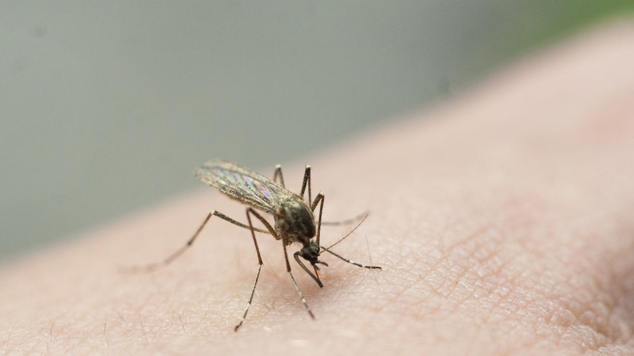 Health warning as Japanese encephalitis virus detected in Brisbane