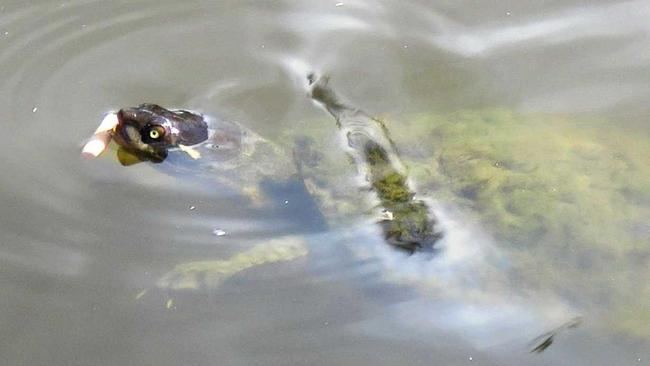 Gympie resident Susan Terry spotted a turtle eating a cigarette butt in Lake Alford. Picture: Susan Terry