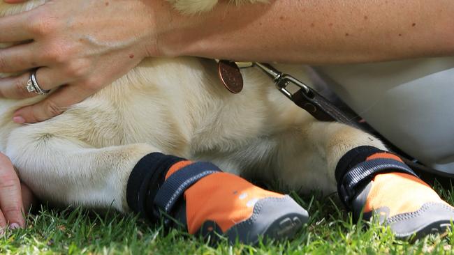 You Bootee! Dogs find shoe fits | Daily Telegraph