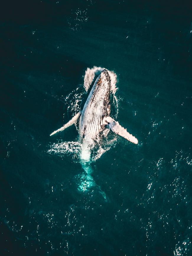 Humpback Whale off of North Bondi during the annual migration. Picture: @farishindii/ Supplied