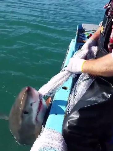 Aussie fisherman wrestles fishing net off shark