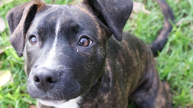 Vivienne the staffy was rescued by police last month after she was allegedly abused by her previous owner outside a Geelong West supermarket. Picture: Mark Wilson