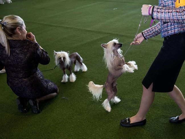 Gallery: 2017 Westminster dog show | Daily Telegraph