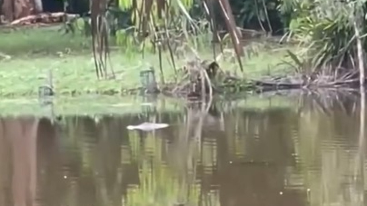 Cairns croc spotted at Centenary Lakes | The Cairns Post