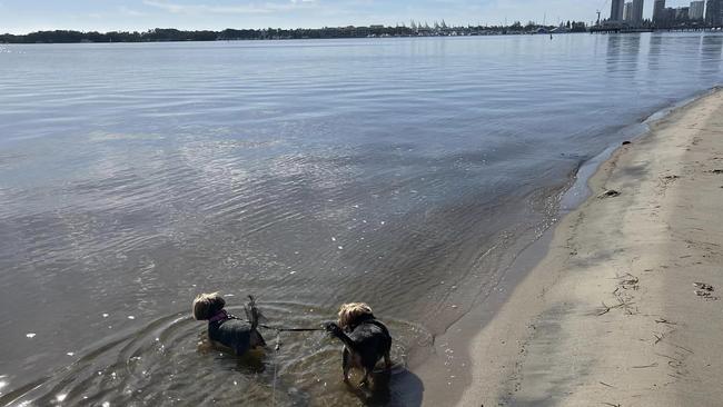 Caroline Kelly's dogs were walking at the Broadwater Parklands in Southport on Sunday, when one of them ate a toxic toadfish