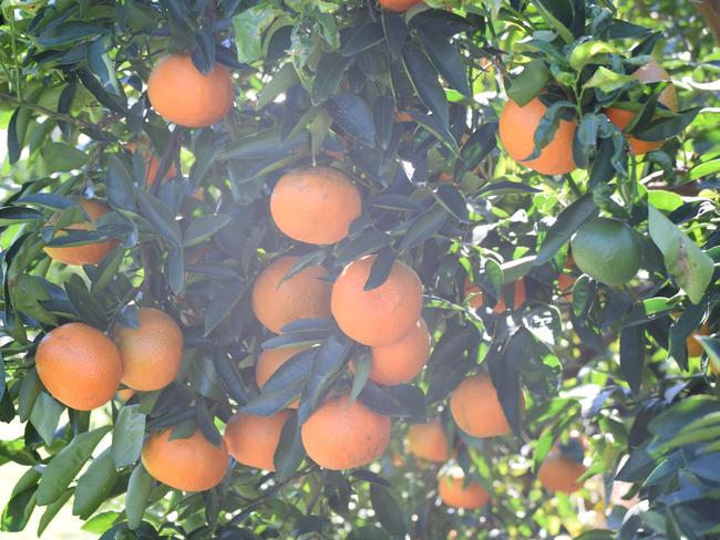 Costa Group chief executive Harry Debney said strong citrus sales offset a challenging season in Morocco.