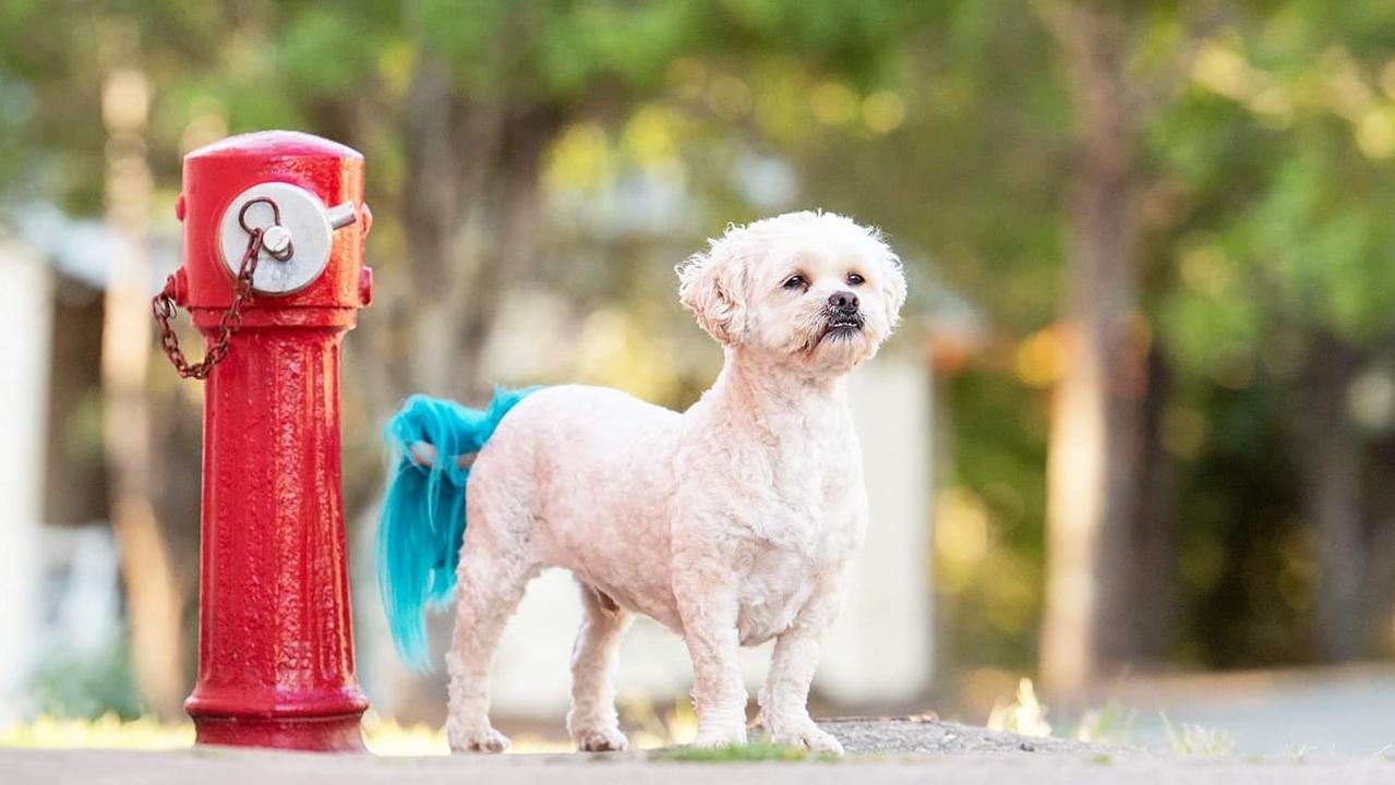 Bentley is Nicole Stephenson's shoodle (shih tzu x poodle). 