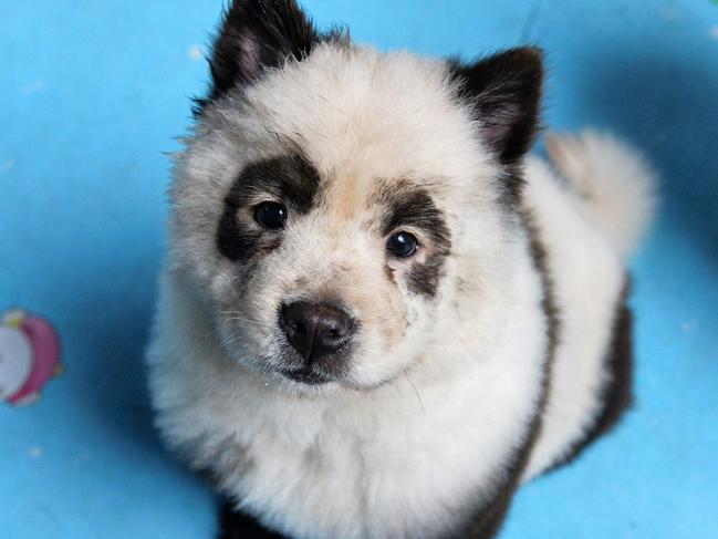 A dog dyed black and white to mimic a panda cub is pictured at Cute Pet Games cafe in Chengdu in China's southwestern Sichuan province on October 23, 2019. - A pet cafe in China where dogs are dyed black and white to look like panda cubs has triggered a heated online debate over the treatment of animals. (Photo by STR / AFP) / China OUT