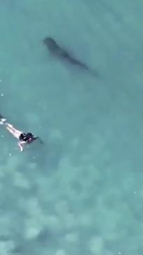 Curious shark gets close to swimmers in WA