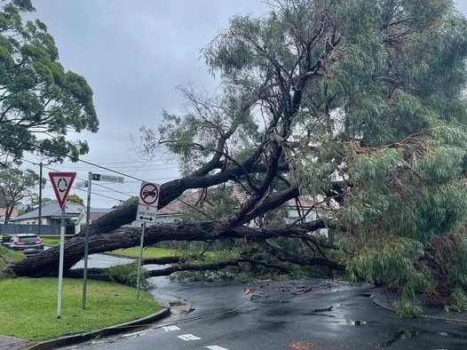 A falling tree brought down powerlines at North Manly on April 7 after an intense rain shower across the northern beaches. Picture: SES Manly