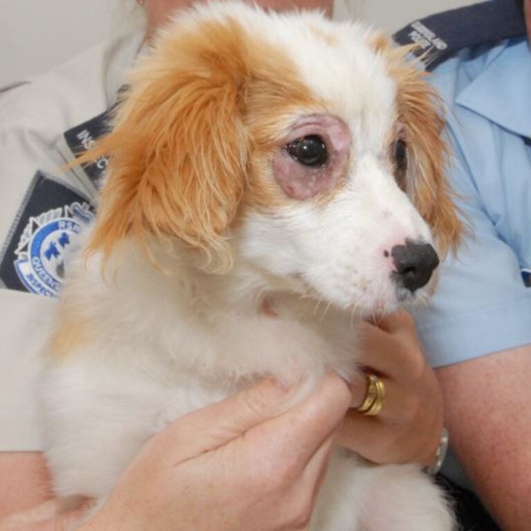 It took a vet 45 minutes to cut through the glue binding this four-month-old pup's eyes shut.