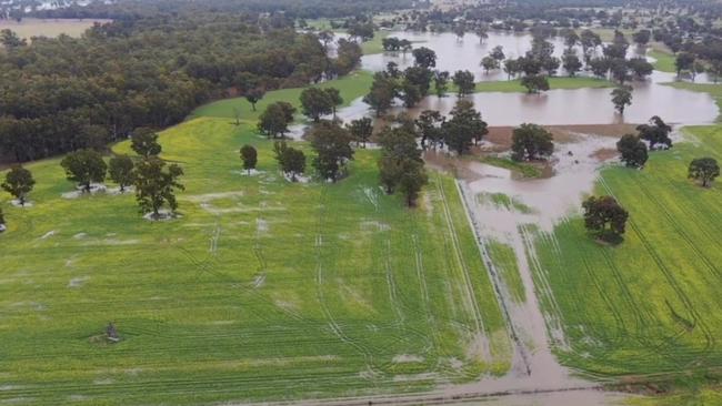 Neil Durning's canola crop on the Murrumbidgee River downstream of Wagga Wagga was inundated in August when Burrinjuck Dam spilt over. Photo: Neil Durning