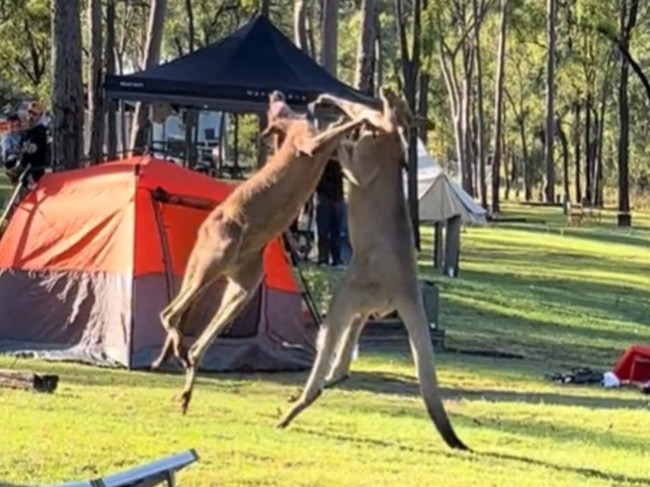 A woman captured two kangaroos in a boxing match on a busy campground in Queensland. Picture: Supplied.