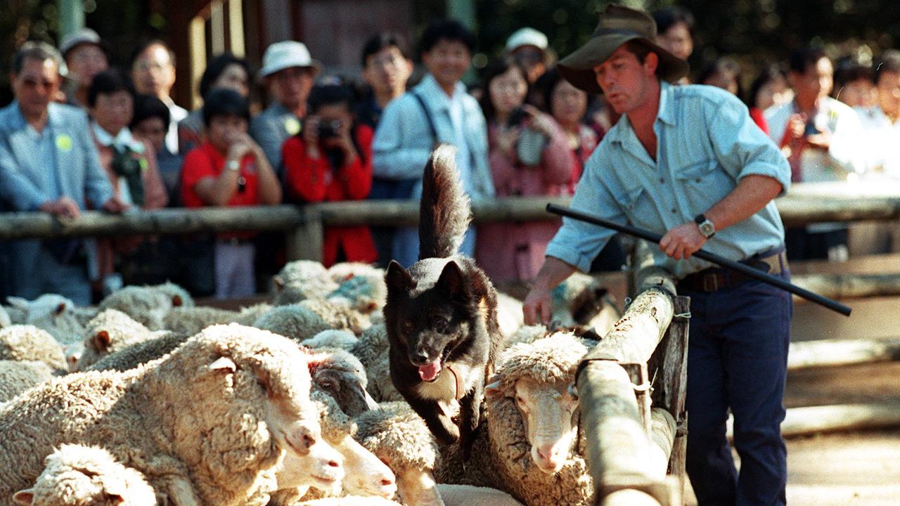 Sheepdogs, handler and sheep entertain an early morning group of Japanese tourists at the Australian Woolshed, Ferny Hills. Picture: Ray Cash