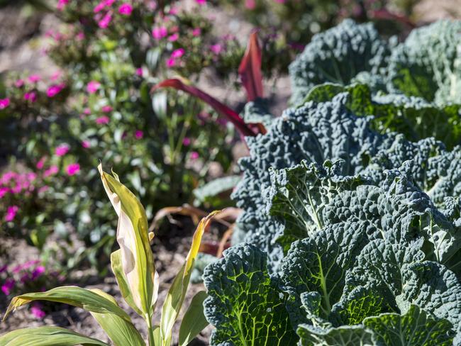 The council said the garden is an “illegal encroachment” on the saltmarsh. Picture: Troy Snook