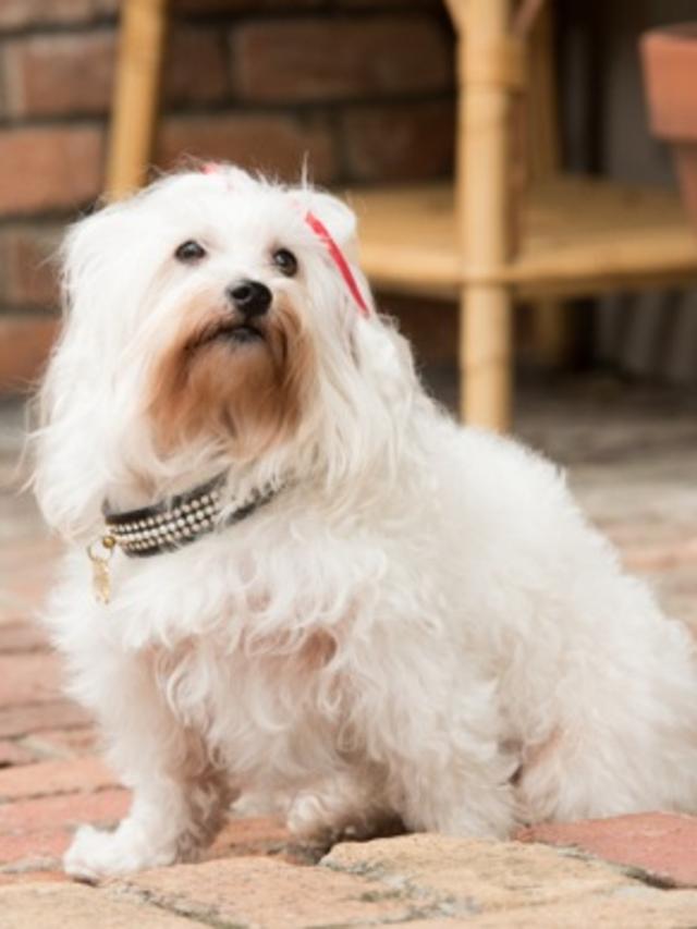 Molly's dog Ziggy on the Molly set.