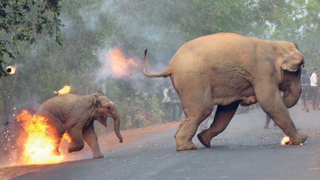 The 2017 Sanctuary’s Wildlife Photographer of the Year award winner: Picture Biplab Hazra