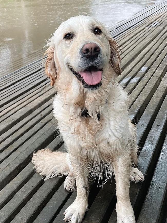 Macy was a RSPCA ambassador.