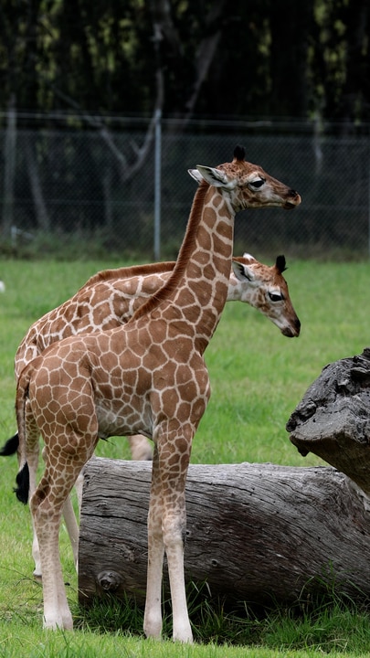 Two female giraffe's born days apart at Mogo Zoo 