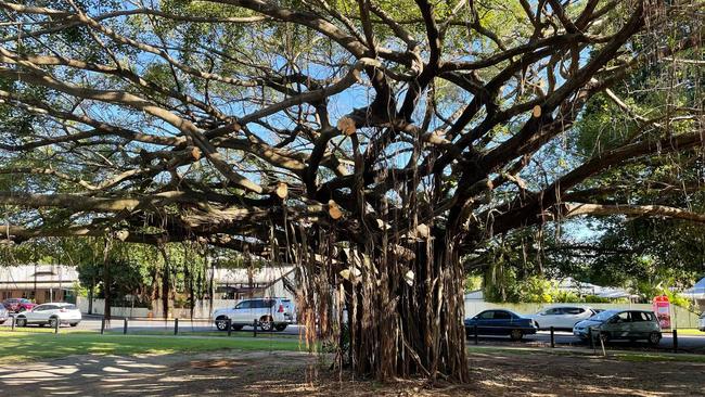 Cairns Regional Council has commissioned an arborist report to that will determine the future of an a 70-year-old tree in Freshwater. Picture: Paul Matthews