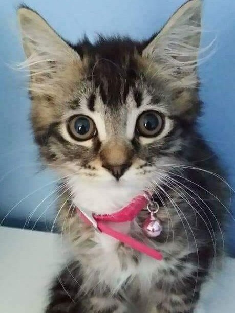 Mousa named by our son. She was Elsa. Picture: Annie Franks.