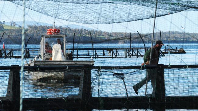 OCTOBER 16, 2003: The Aquatas Atlantic salmon farm in the Dentrecasteaux Channel area, south of Hobart, 16/10/03. Pic Chris Crerar.Tasmania / Industry / Farming / Fish