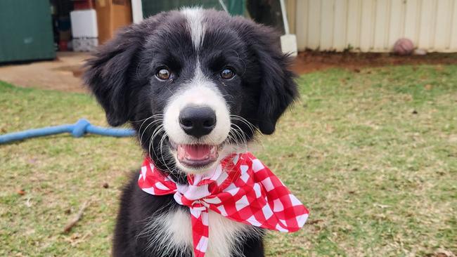 Louie the Border Collie took top spot as Chinchilla's cutest pup for 2023. Picture: contributed