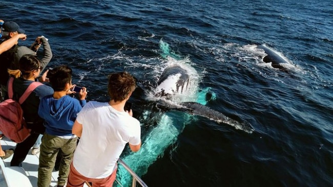 4 Best Whale Watching Tours: Gold Coast & Surfers Paradise 2021 ...