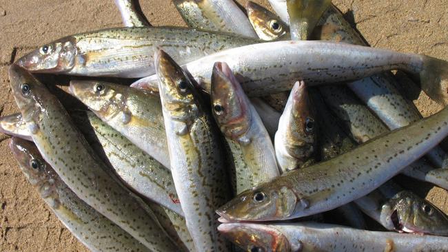 A KG or King George Whiting.