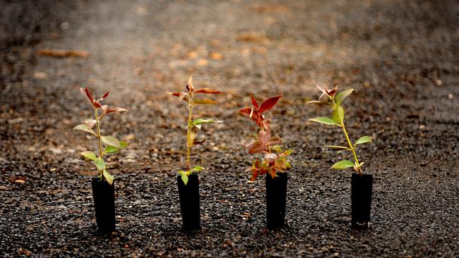 High demand for carbon credits means companies will be looking to agricultural land to set up tree planting and soil carbon projects. (AAP Image/Tracey Nearmy)