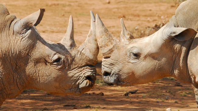 Monarto Zoo is working to save the southern white rhino. Picture: Geoff Brooks