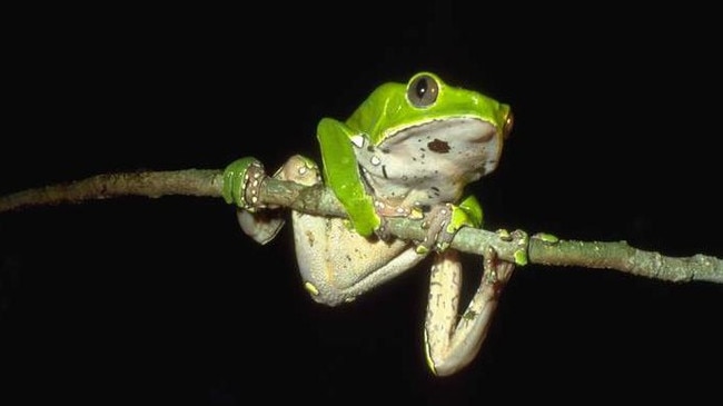 Phyllomedusa bicolor, kambo frog.