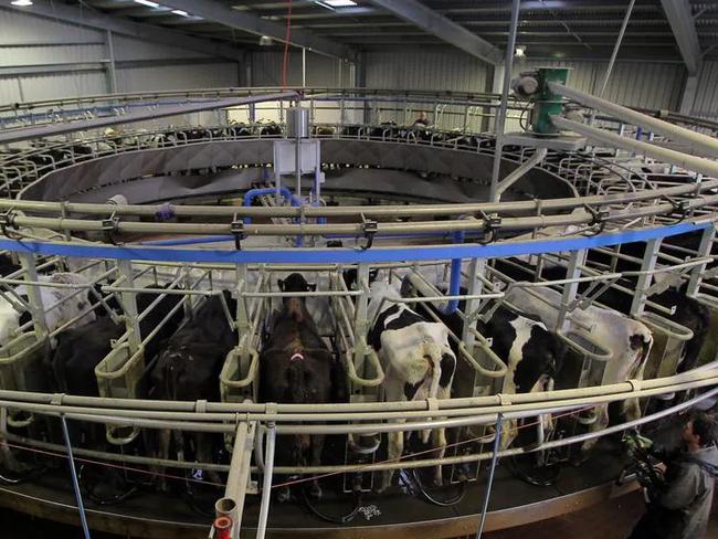 An image of the Van Diemen’s Land Company in 2011, when it was the biggest dairy farm in Australia and the largest supplier of milk in the country.