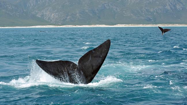 Whale watching in Hermanus, Cape Town