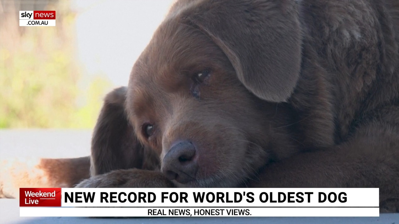 New record set for world’s oldest dog Sky News Australia