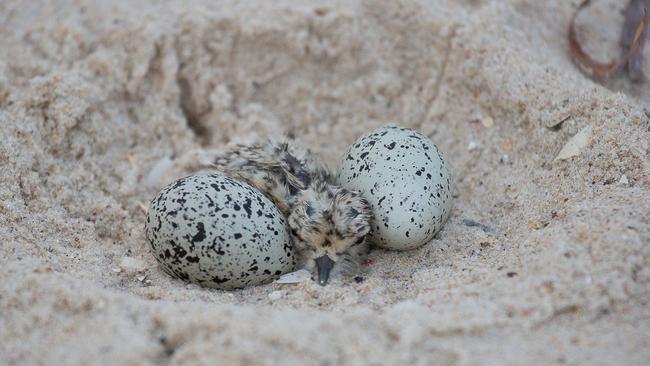 Rare hooded plover chicks go missing at Seacliff beach | The Advertiser