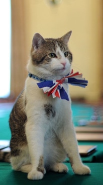 UK Govt plans for passing of Chief Mouser Larry the cat