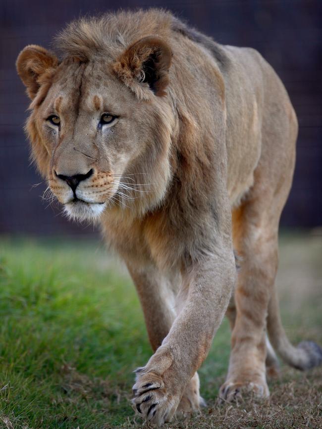 First look at the lion and cheetah enclosures inside Sydney Zoo in Bungarribee in Sydney's west, the first zoo to open in Sydney in over 100 years. Four lion siblings brought in from Taronga Western Plains Zoo in Dubbo get familiar with their new surroundings. Brothers Karoo, Virunga, Sheru and Bakari make themselves comfortable. Picture: Toby Zerna