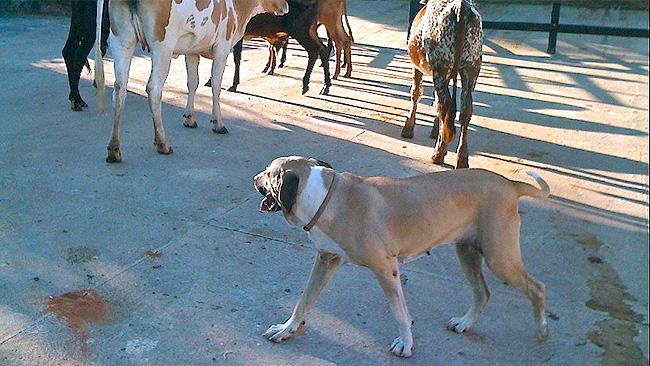 Fila Brasileiro