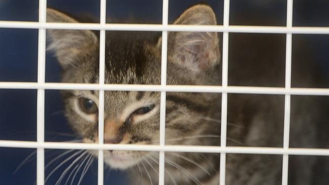 Manningham Council has approved a two-year trial of a 24-hour cat curfew in efforts to further protect the area’s native wildlife. File picture.